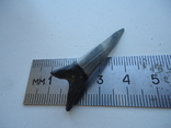 A fossilized shark tooth., photo number 3