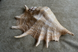 Крупная раковина молюска Lambis lambis. Мозамбик., фото №3