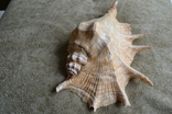 Крупная раковина молюска Lambis lambis. Мозамбик., фото №5