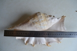 Крупная раковина молюска Lambis lambis. Мозамбик., фото №2