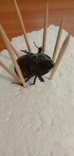 Rhinoceros beetle, photo number 6