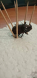 Rhinoceros beetle, photo number 7
