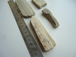 Fragments of petrified wood, photo number 3