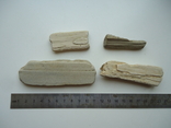 Fragments of petrified wood, photo number 5