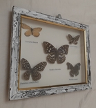 Бабочки, фото №2