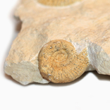 Амоніти перісфінктес юрського періоду, Польща, фото №4