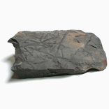 Листя кордаїта кам'яновугільного періоду, Польща, фото №3