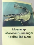 Окаменелый зуб мезозавр крейда 85 млн. Кулон, фото №6