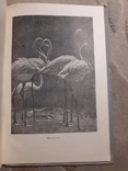 1934 Миграция птиц научно-популярный очерк, фото №3