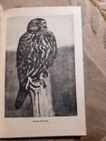 1934 Миграция птиц научно-популярный очерк, фото №6