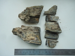Fragments of a mammoth tooth, photo number 2
