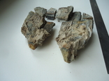 Fragments of a mammoth tooth, photo number 4