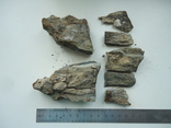 Fragments of a mammoth tooth, photo number 6