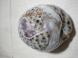 Раковина моллюска с художественной резьбой для аквариума, photo number 6