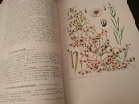Книга дикорастущие лекарственные растения СССР, фото №5