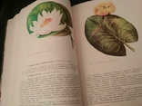Книга дикорастущие лекарственные растения СССР, фото №6