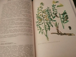 Книга дикорастущие лекарственные растения СССР, фото №7