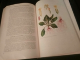 Книга дикорастущие лекарственные растения СССР, фото №9
