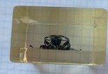 Beetle in plastic, photo number 6