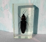 Beetle in plastic, photo number 7