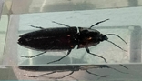Beetle in plastic, photo number 8