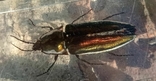 Beetle in plastic, photo number 2