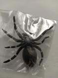 Приманка павук, фото №3