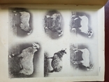 Разводимые в России породы Грубошерстных овец Каталог 1916 г, фото №4