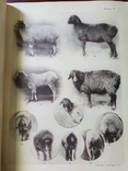 Разводимые в России породы Грубошерстных овец Каталог 1916 г, фото №7