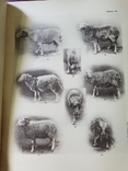 Разводимые в России породы Грубошерстных овец Каталог 1916 г, фото №9
