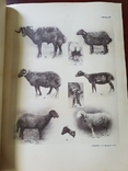 Разводимые в России породы Грубошерстных овец Каталог 1916 г, фото №10