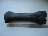 Fossilized animal bone, photo number 2