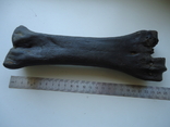 Fossilized animal bone, photo number 4