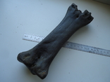Fossilized animal bone, photo number 5
