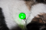 Светодиодный зеленый фонарик для собаки, фото №4