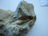 A fossilized shark tooth in the rock., photo number 5