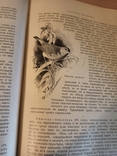 В. Гааке. Животный мир. В 3-х томах. 1901 год., фото №9