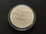 Серебряная монета Канады Белоголовый орлан,2014 г.в.,31,1 г чистого, фото №4