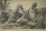 Тваринне життя Брема, 1902, фото №7