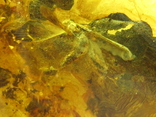 Янтарь натуральный инклюз 9,7 грамм. 5 насекомых внутри., фото №11