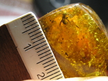 Amber natural inclusion 34.2 grams. Insect inside., photo number 6