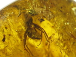 Amber natural inclusion 34.2 grams. Insect inside., photo number 7