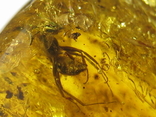 Amber natural inclusion 34.2 grams. Insect inside., photo number 9