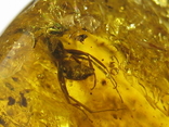 Amber natural inclusion 34.2 grams. Insect inside., photo number 10