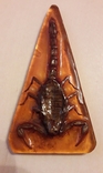 Скорпион в смоле, ручная работа - 8.5х5 см., фото №4