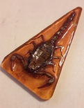 Скорпион в смоле, ручная работа - 8.5х5 см., фото №6