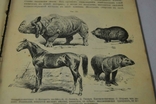 Книга Ясенського підручника зоології, 1905 р., фото №6