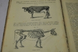 Книга Ясенського підручника зоології, 1905 р., фото №7