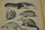 Книга Ясенського підручника зоології, 1905 р., фото №8