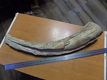 Бивень мамонта вес 3,5 килограмма длина 59 см, фото №3